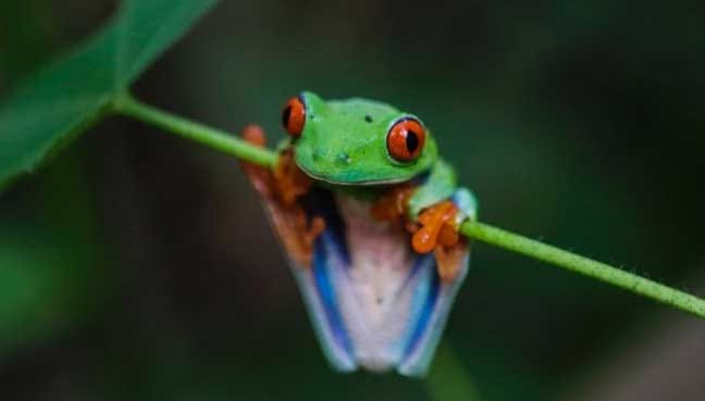 frog