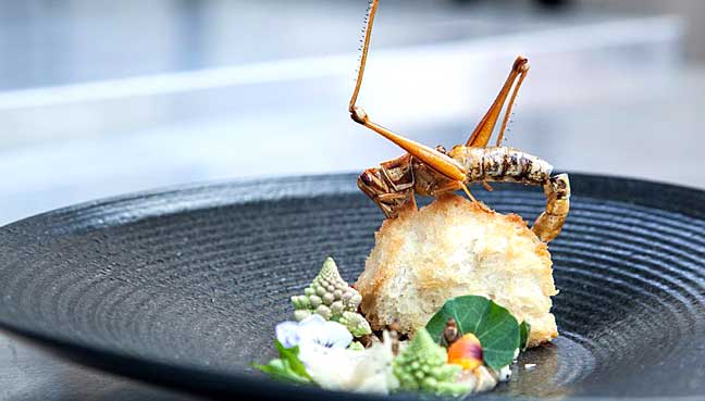 insect1