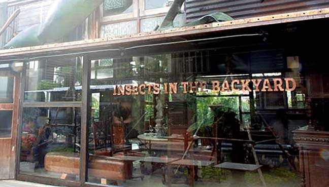 insect3