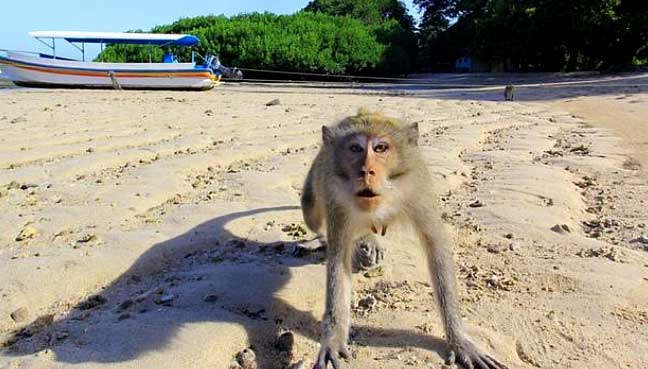 monkey-indonesia