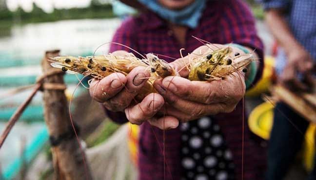 shrimp-farmers