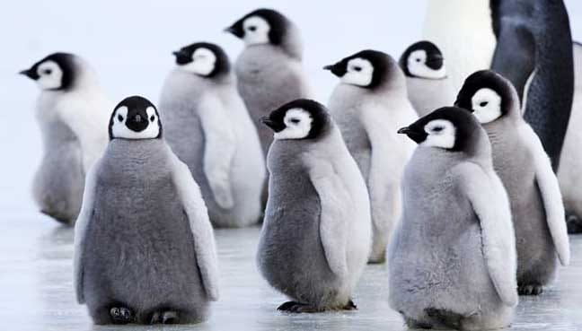 penguin-chicks-starve-in-Antarctica
