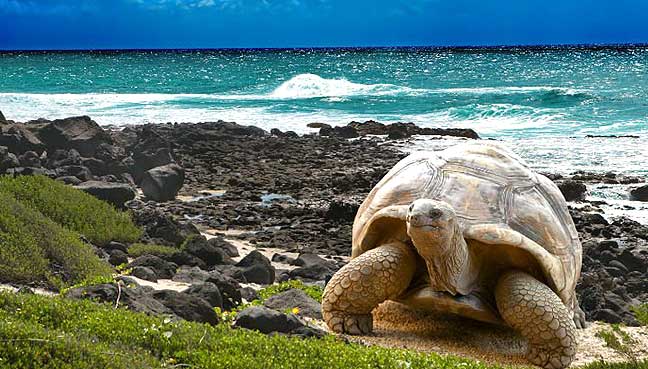 Galapagos-Islands