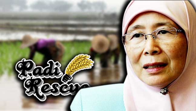 wan-azizah-padi-3