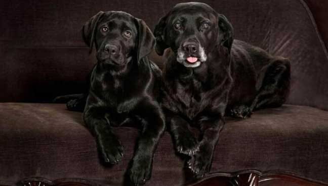Pet-cloning_AFP