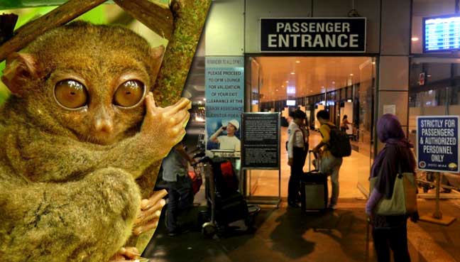 tarsier
