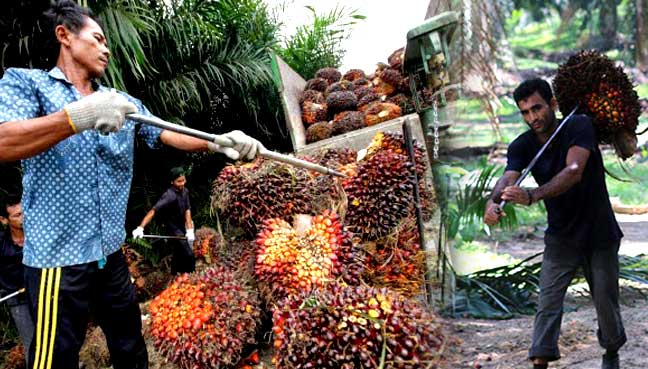 palm-oil-worker