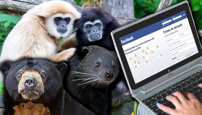 animals