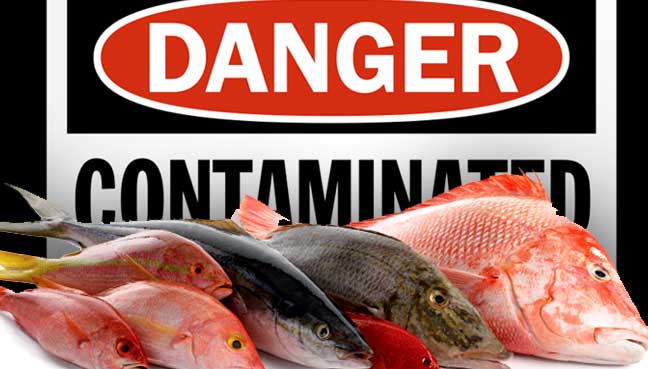 contaminated-fish