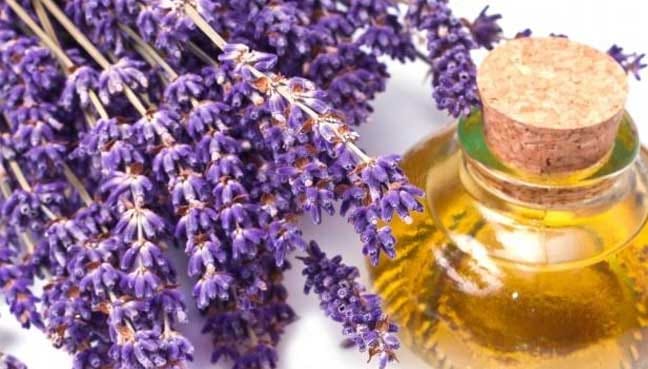 lavender