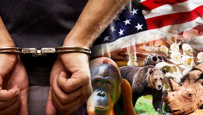 us_haiwan_handcuff_600