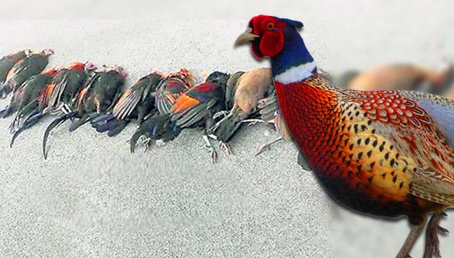 pheasants_mati_6001