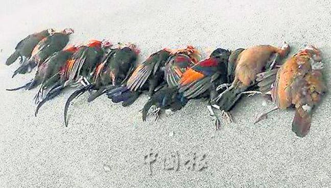 Gambar ikhsan China Press