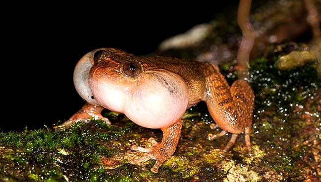 frog