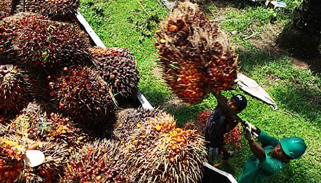 Orang Asli tuduh Sime Darby rampas tanah di Kalimantan, kata laporan