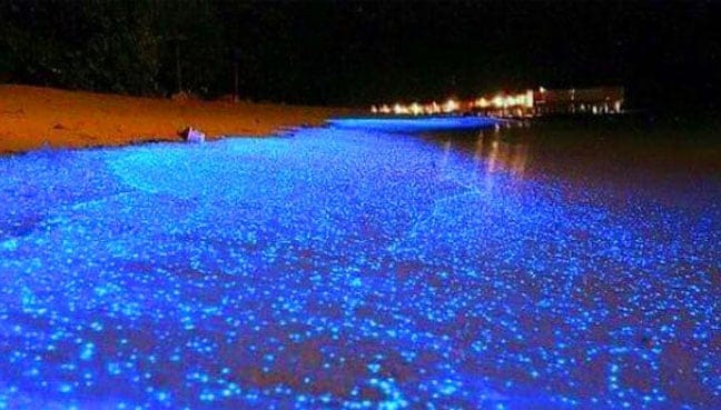 ‘Blue tears’ phenomenon makes Tusan Beach famous