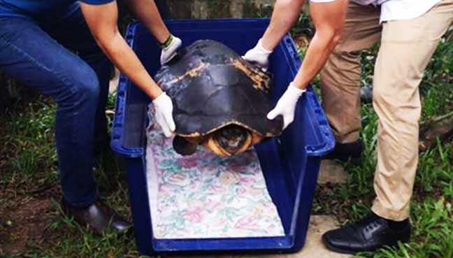 Malaysian giant turtle found in Singapore returns home
