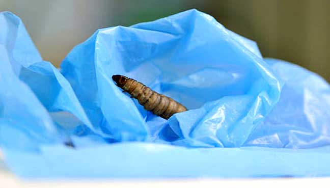 The ‘very hungry caterpillar’ joins fight against plastic pollution