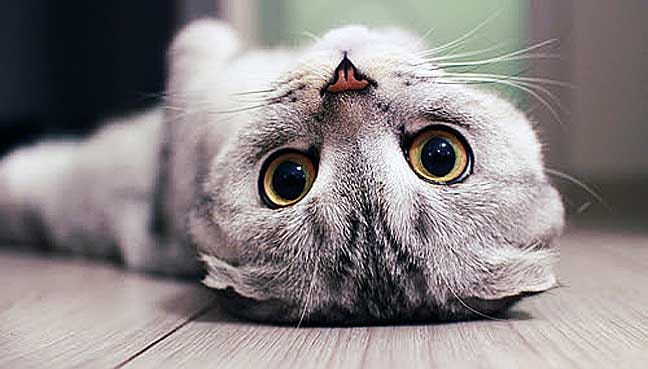 Dakwa pecinta kucing tapi ‘matikan’ haiwan itu