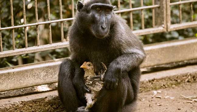 Loveless monkey adopts chicken at Israeli zoo