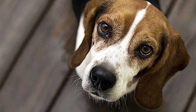 Puppy eyes: The tail wagging the dog?