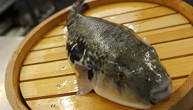 Deadly fugu fish flub prompts Japan emergency warning