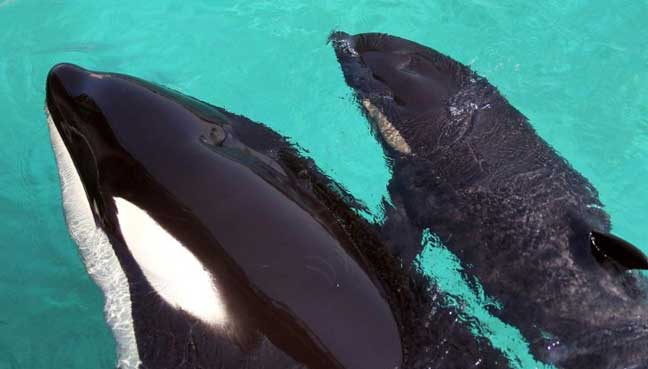 A whale with words: Orca mimics human speech