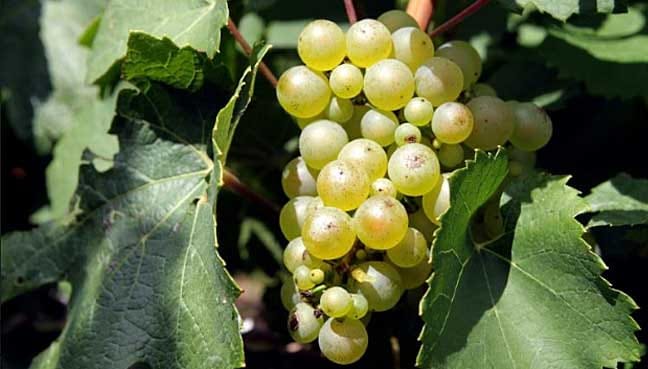 Vines from Napa, Bordeaux tough against heat, drought