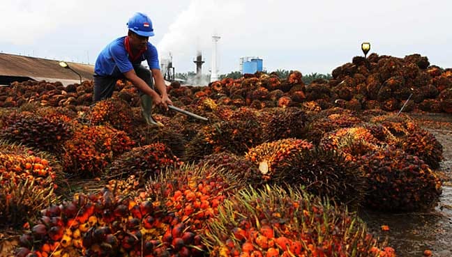 Palm demand seen rising ahead of tax resumption
