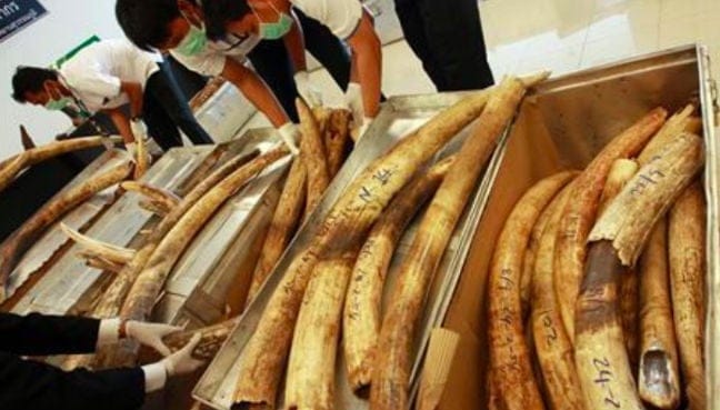 Charity launches spoof Singapore ivory store in awareness stunt