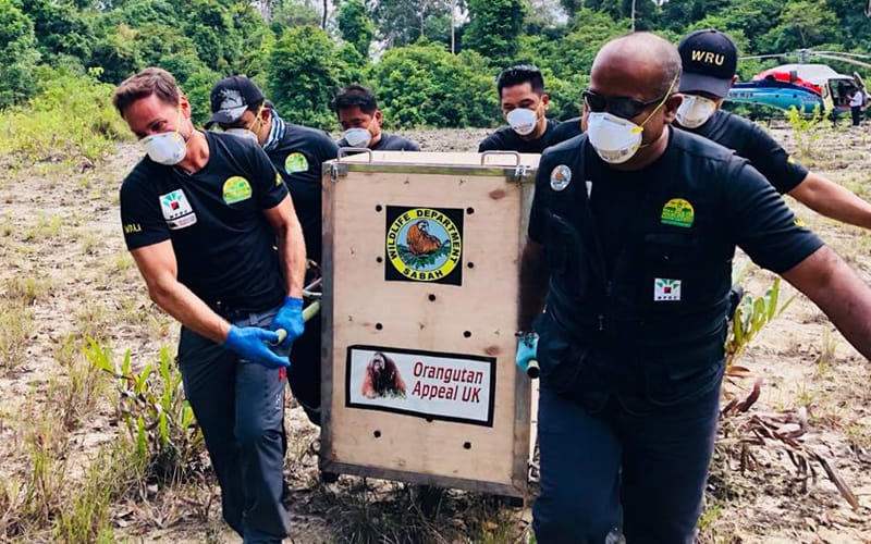 Orphaned orangutan makes return to wild after 18 years of rehab