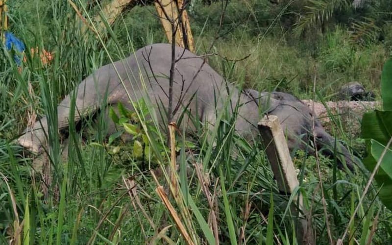 Lapor pembunuh gajah, menang penginapan hotel mewah