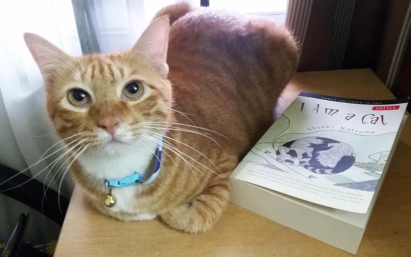 Mika: From lost kitten to king of the castle