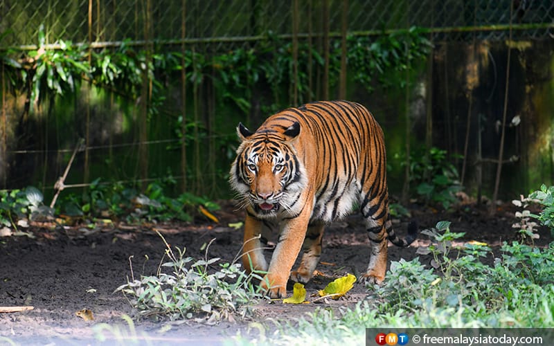 Ancaman ‘pak belang’, Taman Eko Rimba Air Menderu ditutup