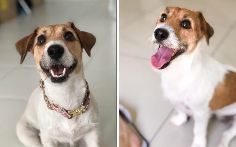 Abby, the tiny diva with a happy-go-lucky personality