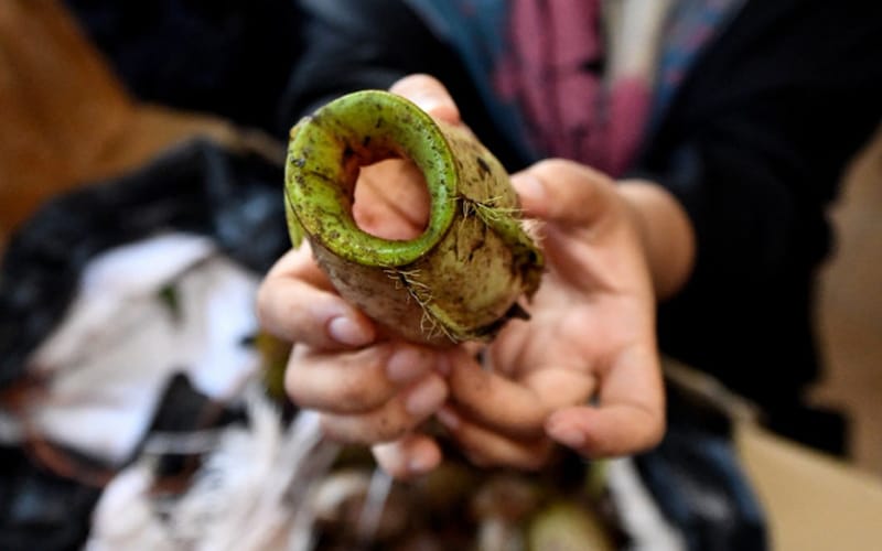 Jual lemang periuk kera, suri rumah jana RM1,000 sehari