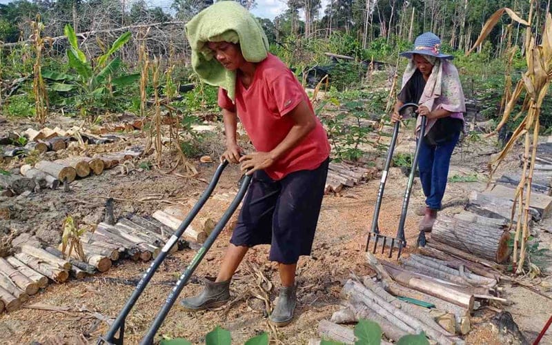 Perladangan penyelamat Orang Asli dari sengsara Covid