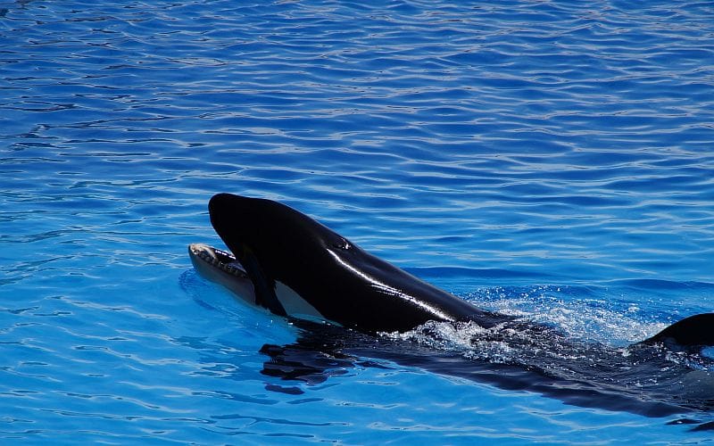 NZ rescuers race against time to find stranded baby orca’s mother