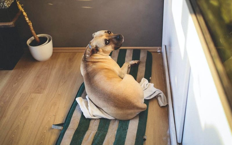 Dogs suffering from post-pandemic separation now