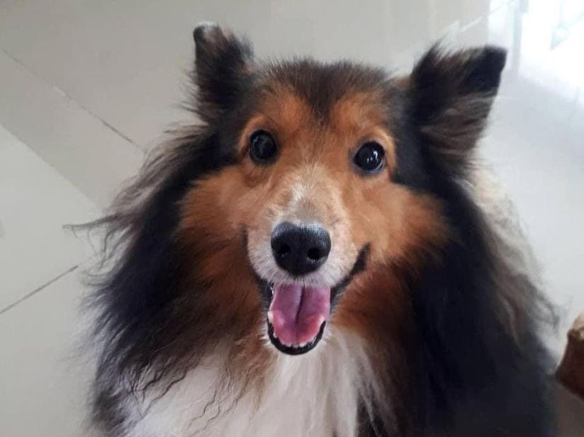 Meet Koko, the sweet Shetland sheepdog