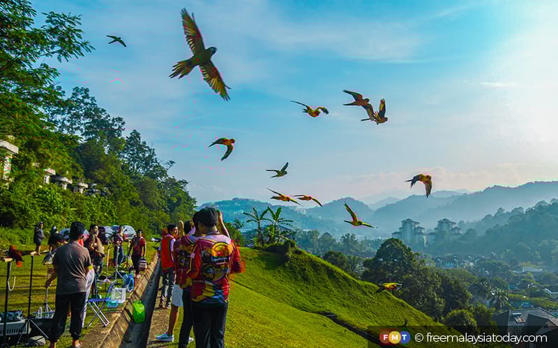Pet birds spread their wings with the Kuala Lumpur Free Fly Community