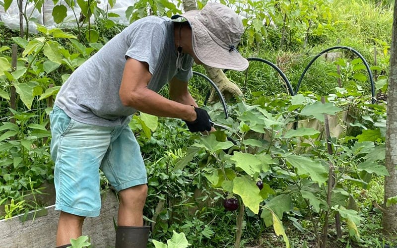 Bangsar’s community garden that sows a bond among strangers