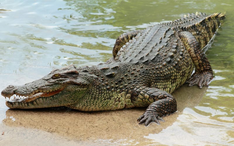 Hidang daging buaya seludup, restoran di Pahang diserbu