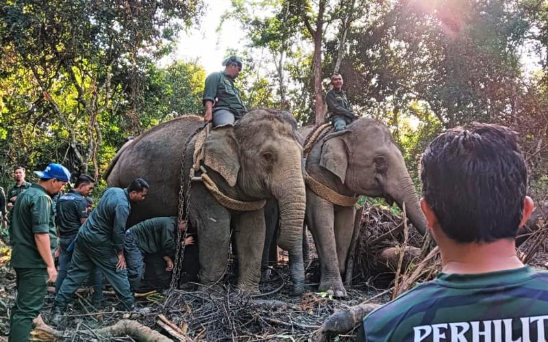 Perhilitan captures orchard-raiding elephant