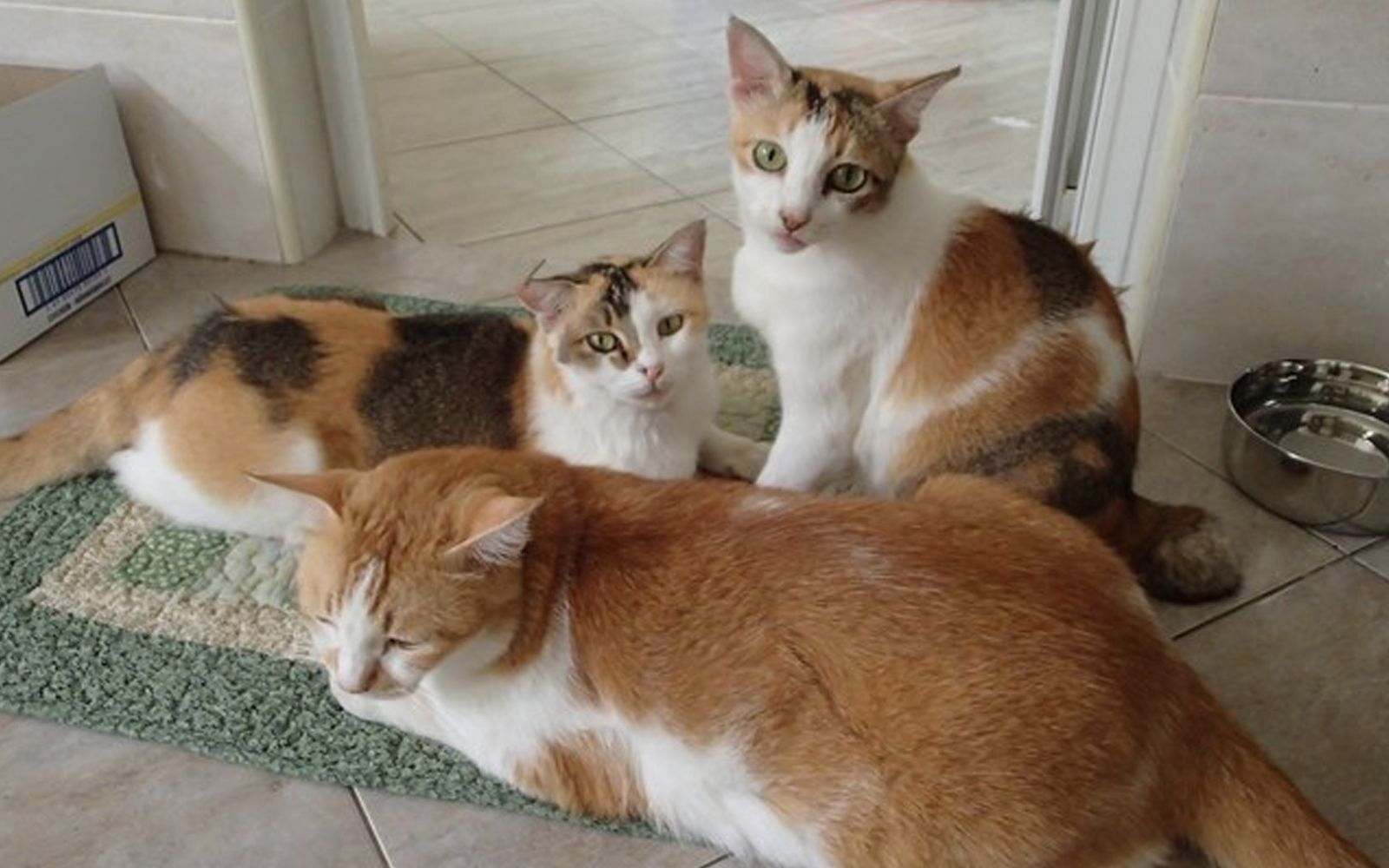 Ginger (front) in a family portrait with his late mom Daffodil (back, right) and late sister Rosie. (Chan Kah Yein pic)