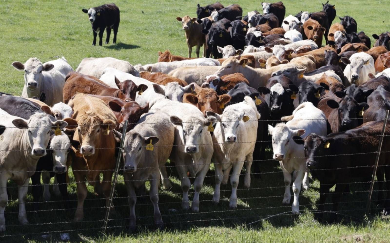 Mexico says new US cattle import halt ‘totally exaggerated’