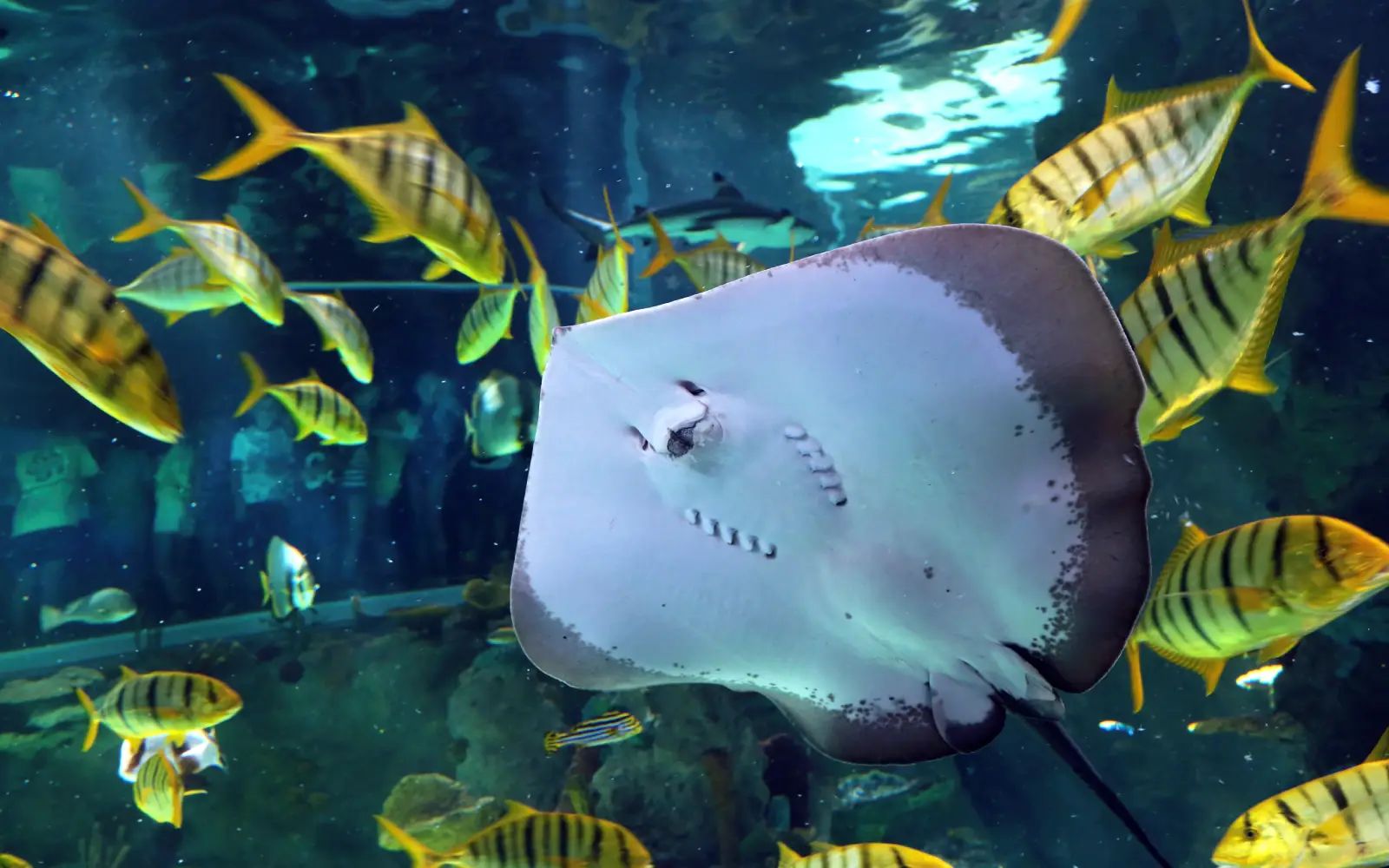 Over 70 shark, ray species win new wildlife trade protections