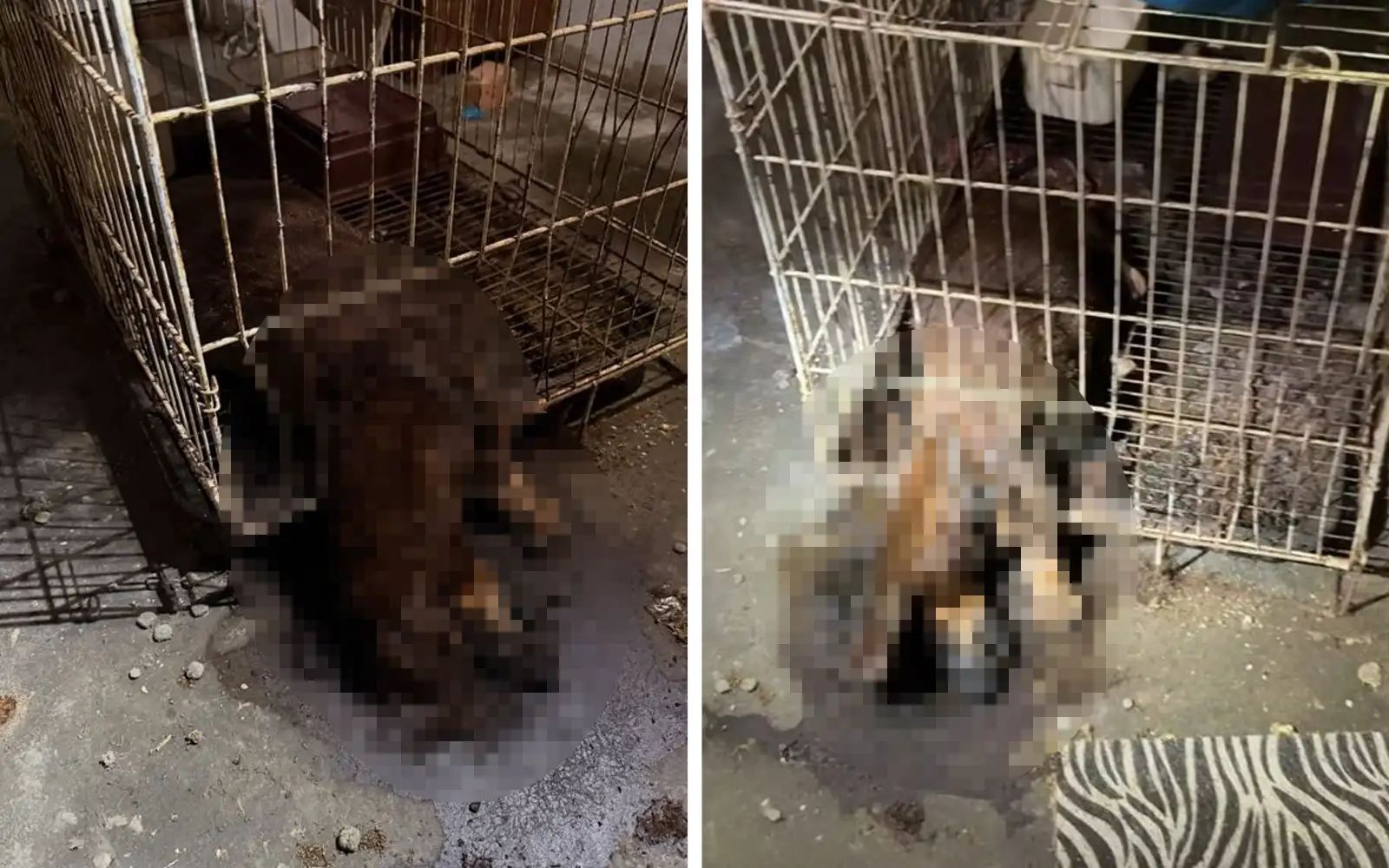 Dept launches probe after carcasses found at abandoned veterinary clinic