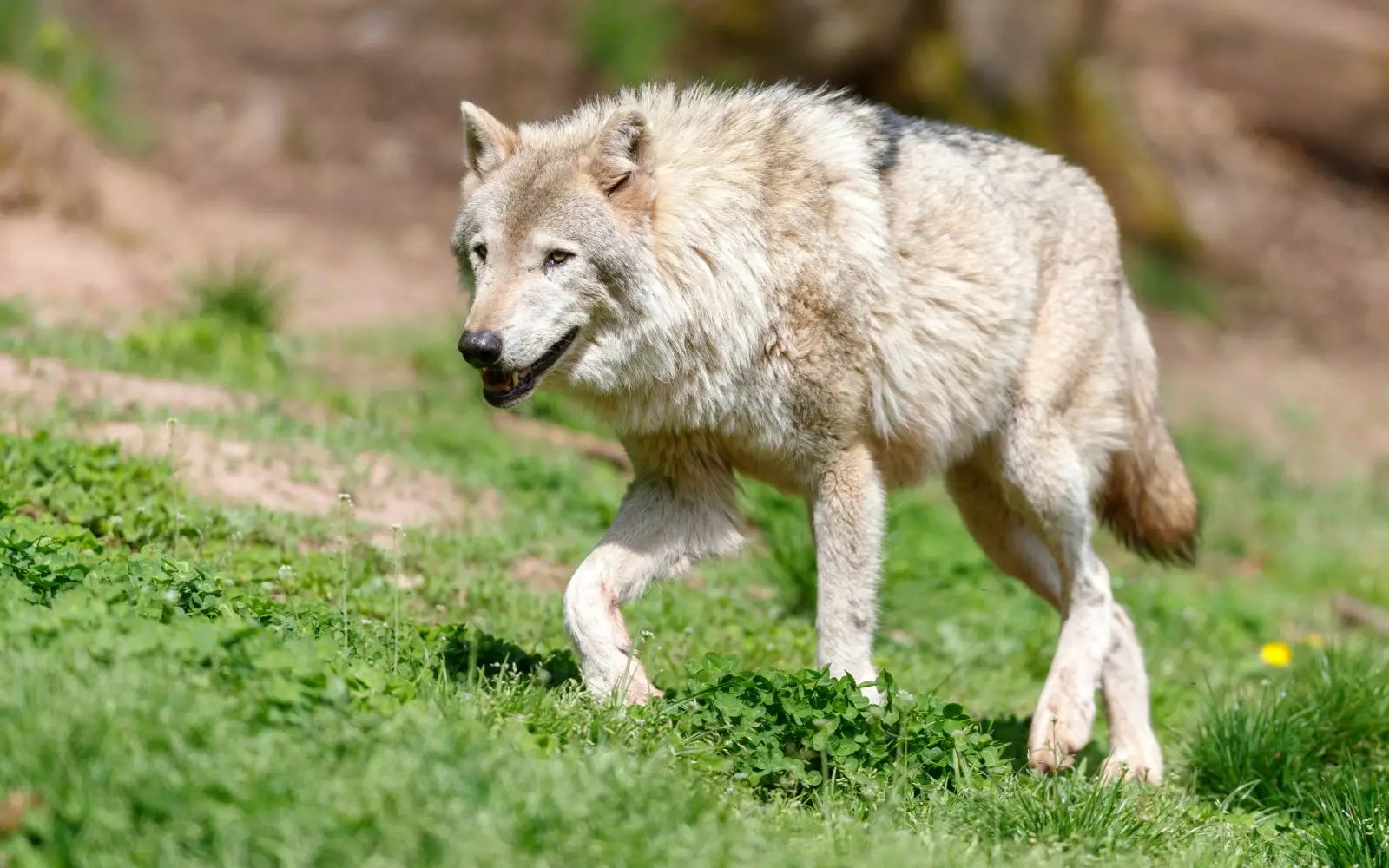 Wolf recaptured after escape causes chaos at western Tokyo zoo