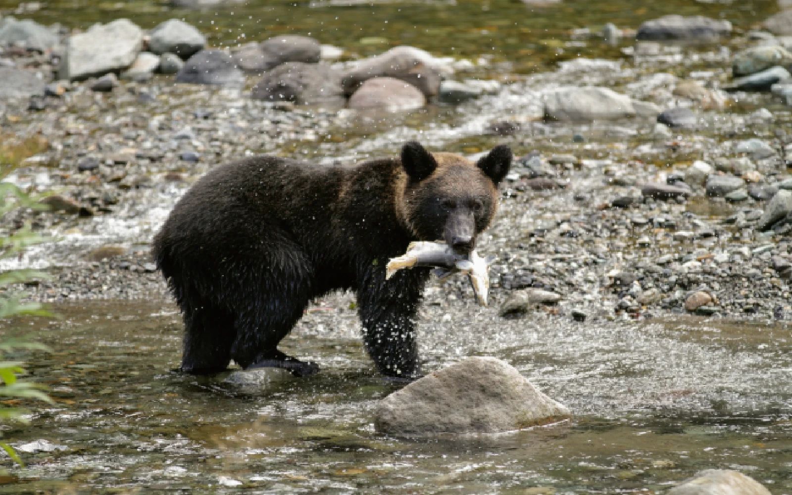 Bear spotted at Japan ski resort in latest incident